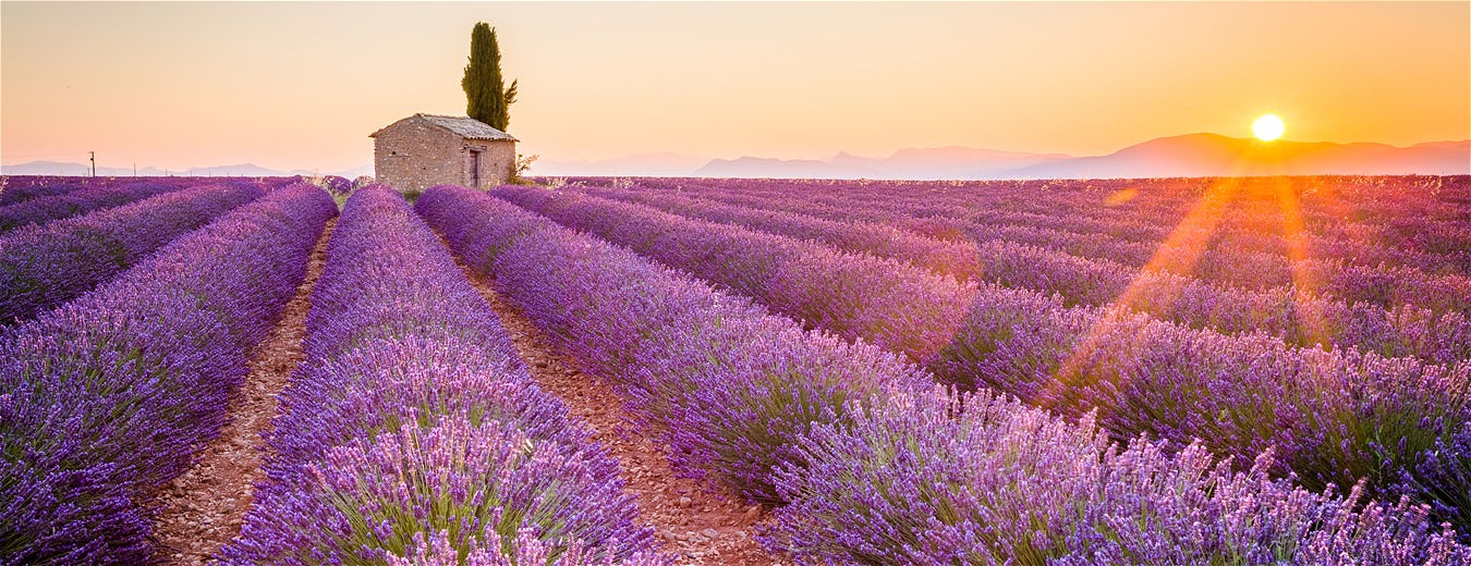 A Provence está prestes a receber os campos de lavandas