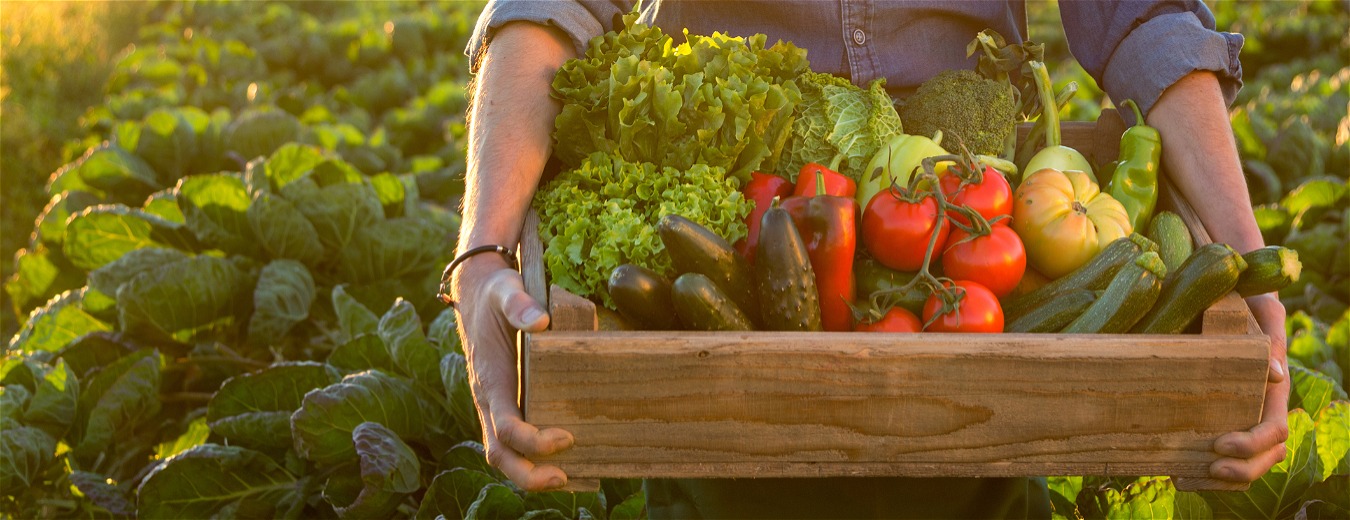 Vem aí o segundo Organic Festival Trancoso