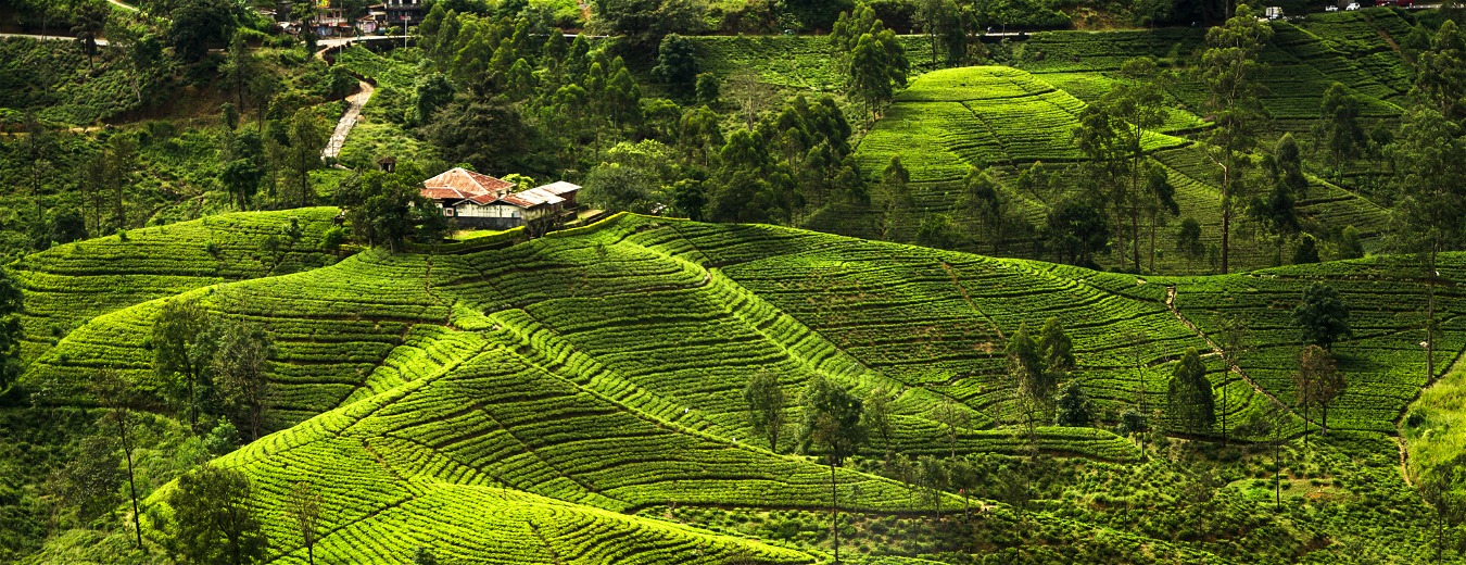 Sri Lanka: das paisagens à cultura singular