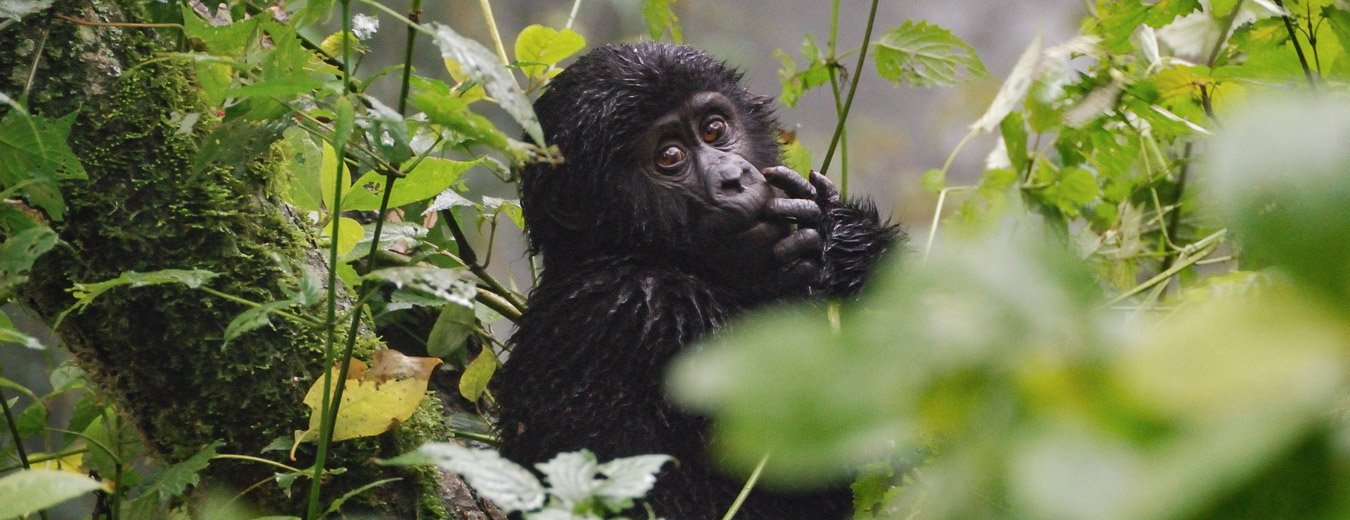 Bwindi National Park