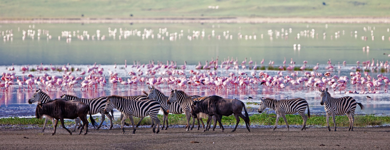 Ngorongoro