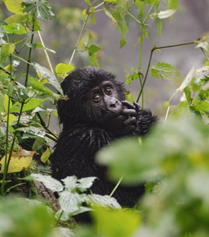 Bwindi National Park