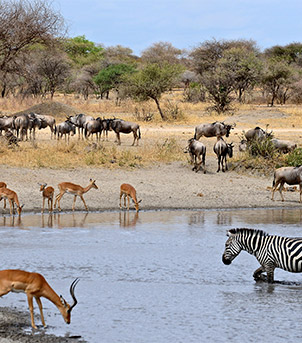 Kruger National Park