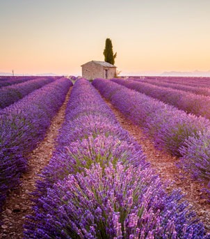 Provence está prestes a receber as lavandas  