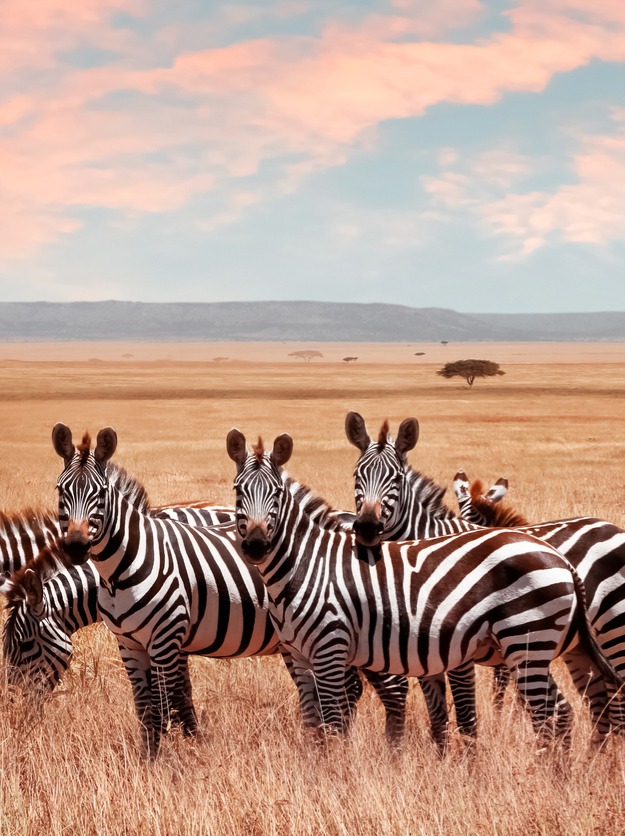 Tanzânia: natureza sem filtro