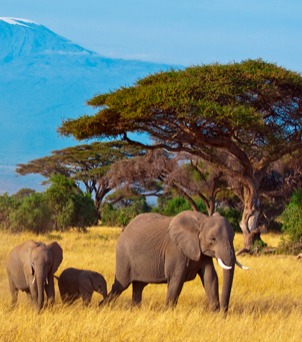 Quênia: sons da natureza