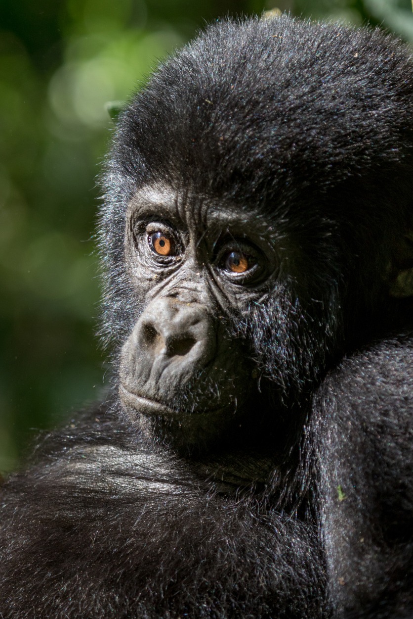 Encontro com os gorilas-das-montanhas