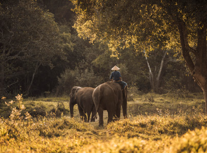Four Seasons Tented Camp Golden Triangle